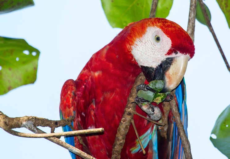 Papegaaien in Corcovado National Park, Costa Rica
