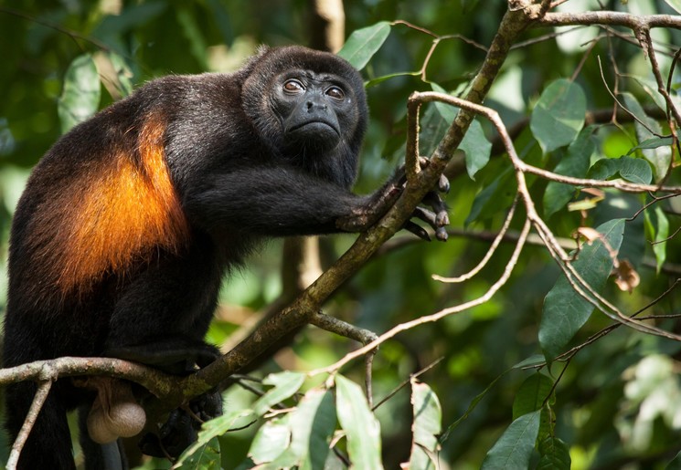 Aap in de jungle bij Corcovado NP
