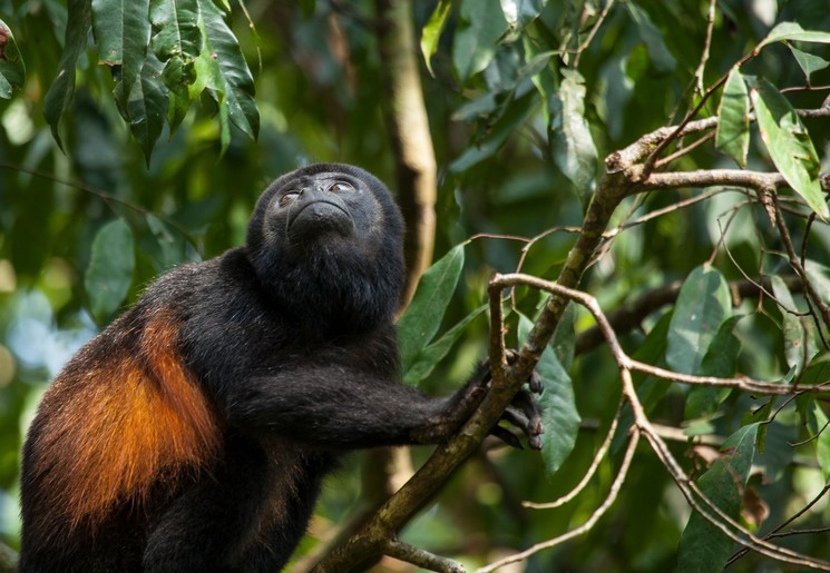 Bijzondere aapsoort in Corcovado, Costa Rica
