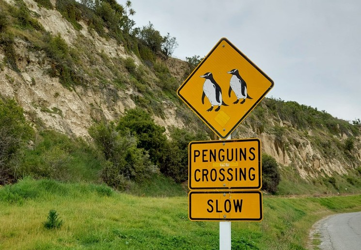 Penguins Crossing sign in Nieuw-Zeeland
