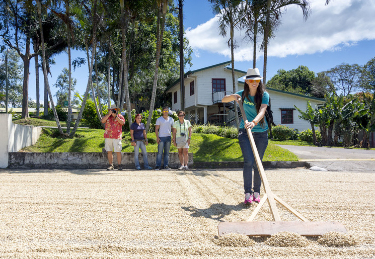 koffieplantage in Costa Rica