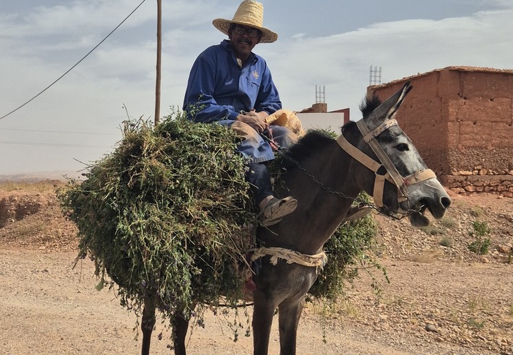 De lokale boer op pad met zijn ezel in Ait Ben Haddou De lokale boer op pad met zijn ezel in Ait Ben Haddou