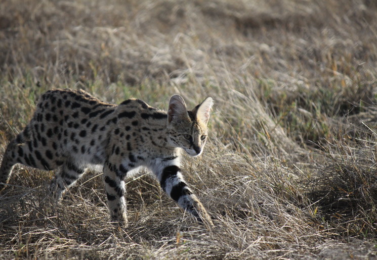 Serval op pad in het Aberdare National Park in Kenia