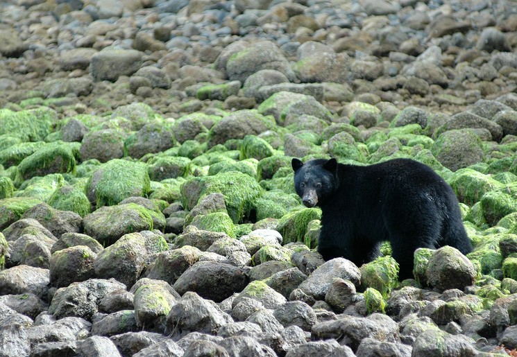 Zwarte beer op Vancouver Island Zwarte beer op Vancouver Island