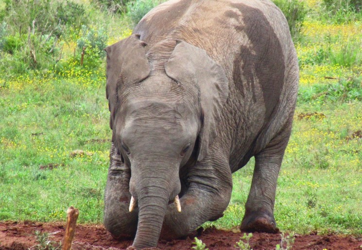 Baby olifant in Kruger