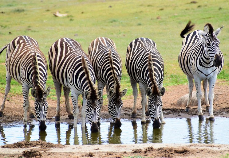 Zebra's in Addo Elephant Park