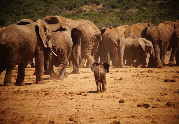Spot olifanten in Addo National Park, Zuid-Afrika