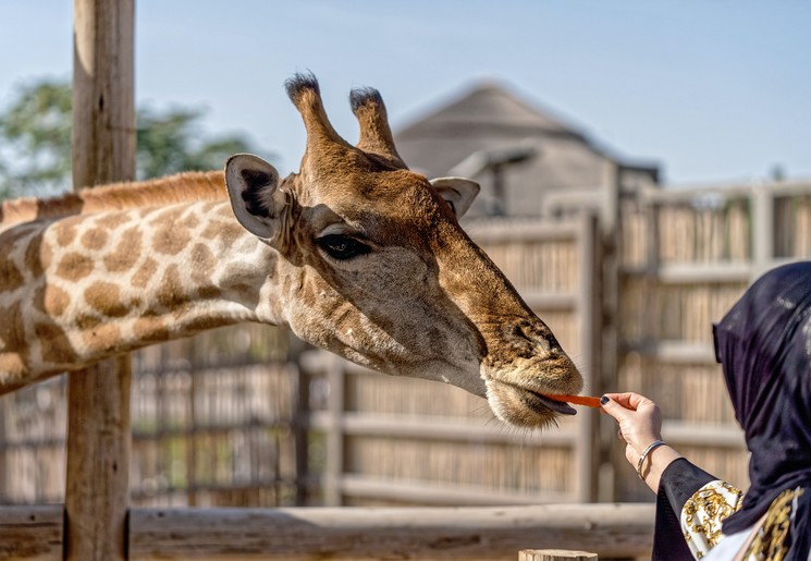 Giraffen bij Giraffe Manor