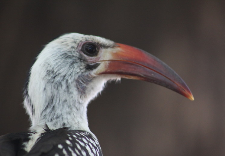 Spot een van de vele vogelsoorten in Kenia bij Lake Elementaita