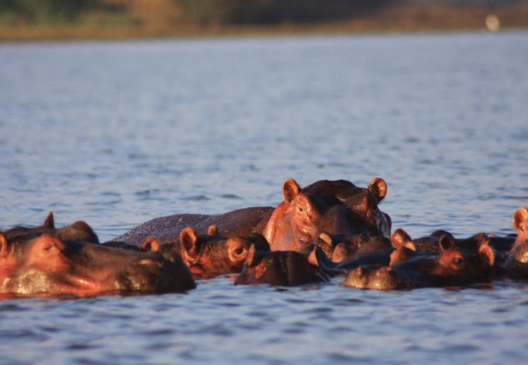 Nijlpaarden in Kenia