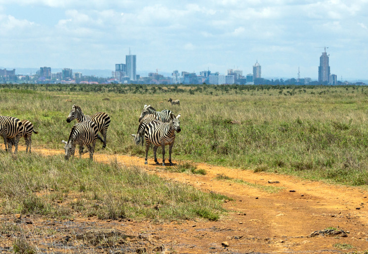 Zebra's op de vlakte met uitzicht op Nairobi