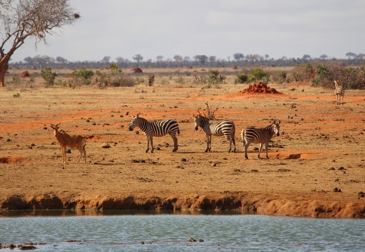 Zebra's bij het water in het Tsavo National Park Zebra's bij het water in het Tsavo National Park
