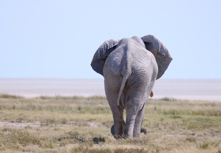 Olifant in Etosha NP, Namibië