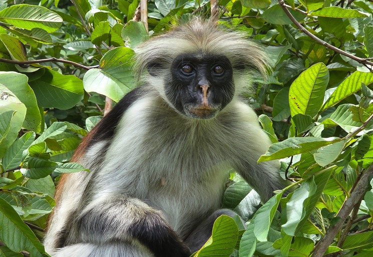 De Red Colobus Monkey vind je alleen op Zanzibar De Red Colobus Monkey vind je alleen op Zanzibar