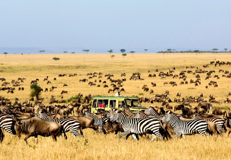 Migratie van zebra's Serengeti National Park