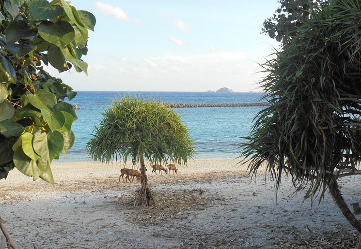 In Aka lopen de hertjes los op het witte zandstrand - Japan