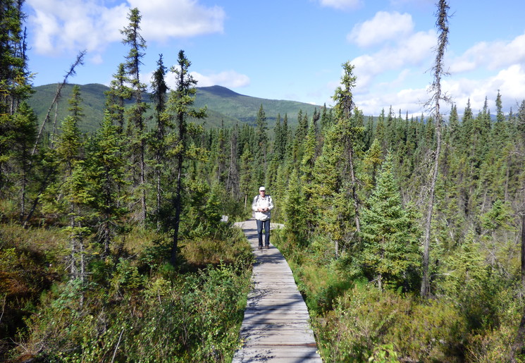 Wandelen in de bossen bij Fairbanks, Alaska, Amerika