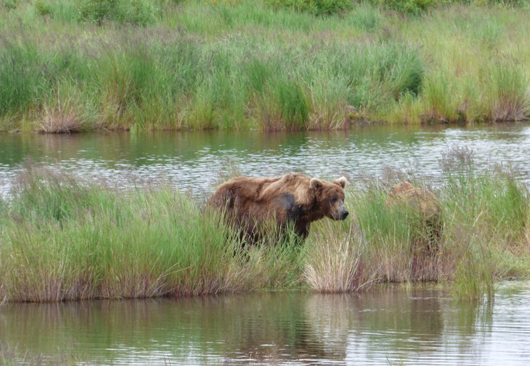 Spot beren in Katmai National Park, Alaska