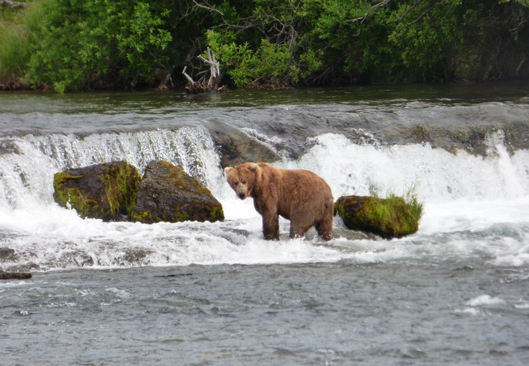 Beren spotten tijdens je reis door Amerika