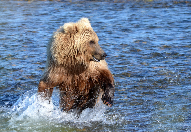 Beer in Katmai National Park, Alaska, Verenigde Staten Beer in Katmai National Park, Alaska, Verenigde Staten