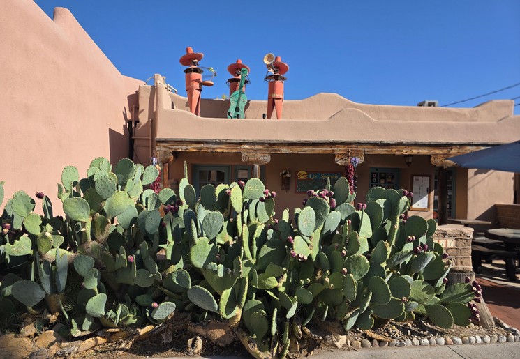 Cactussen in Albuquerque