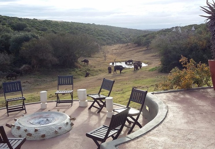 Uitkijkend op een groep olifanten bij een waterpoel, inAmakhala Safari Lodge