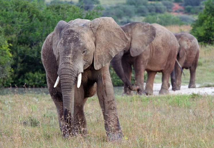Olifanten in Amakhala Game Reserve, Zuid-Afrika