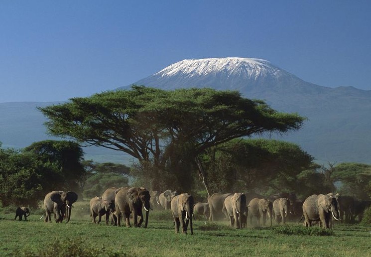 Olifanten voor Kilimanjaro in Amboseli National Park Kenia