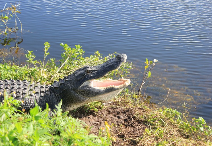 Onderweg alligators spotten in de Everglades