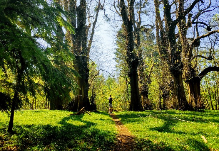 Amerika-Berkshires-Bos_1_507618