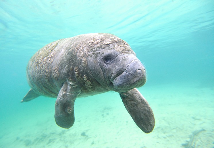 Amerika-Crystal-River-Zeekoe-1