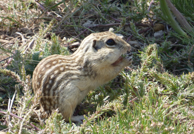 Amerika-Devils-Tower-Wild