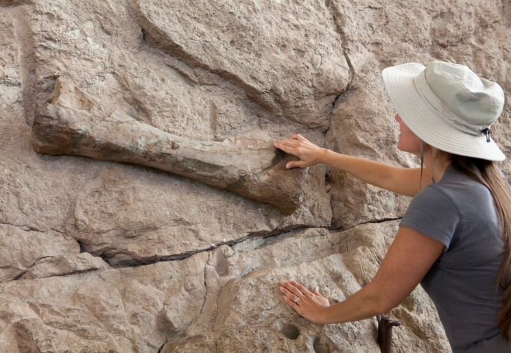 Fossiel bij Dinosaur Provinsial Park