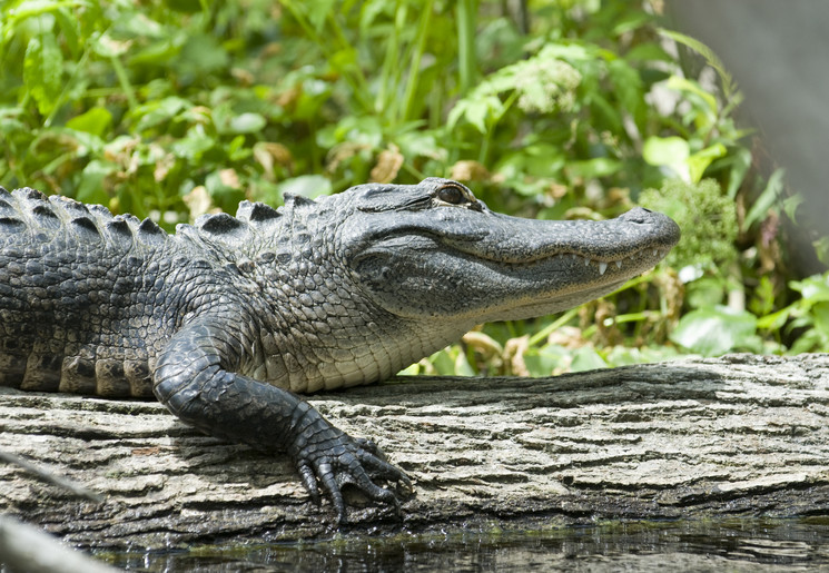 Alligators in Everglades National Park, Florida