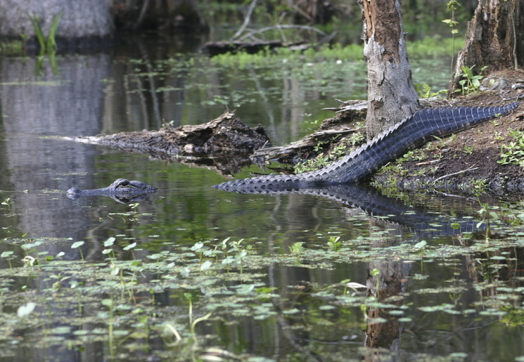 Spot de vele alligators in de moerassen van Florida
