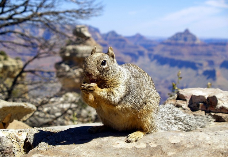Amerika-Grand-Canyon-Eekhoorn