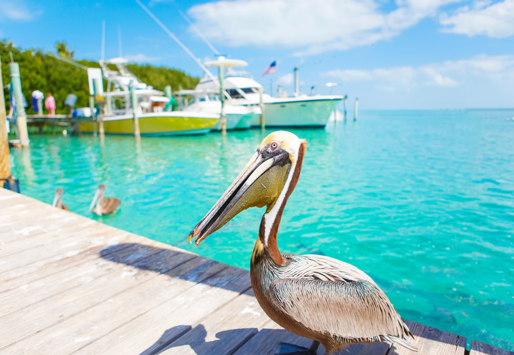 Amerika-Islamorada-Pelikaan Amerika-Islamorada-Pelikaan