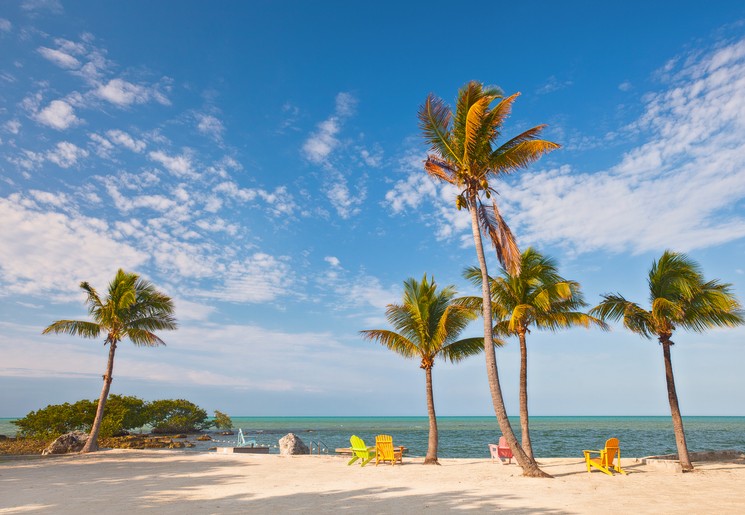 Amerika-Key-West-Palmbomen-1_1_518269