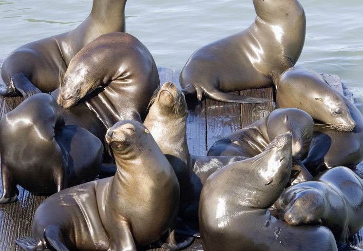 Amerika-San-Francisco-Fisherman-Zeehonden_1_512822