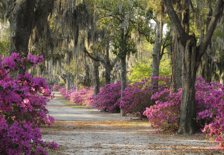 Amerika-Savannah-Paadje_4_519883