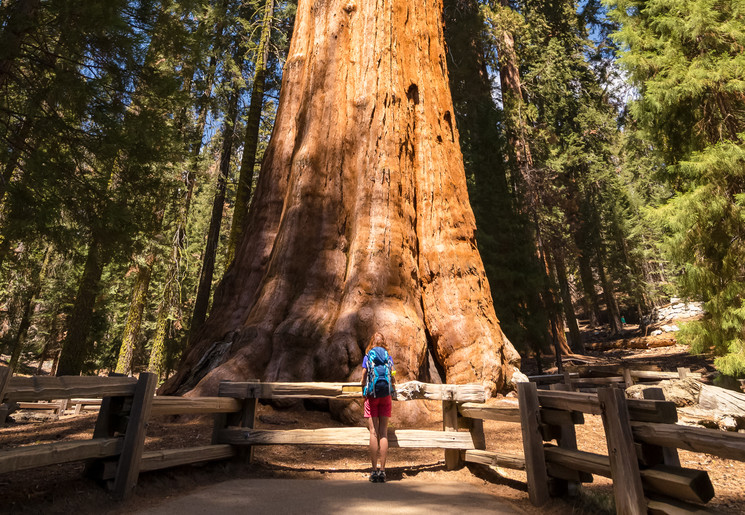 Wandelen tussen de woudreuzen in Sequoia National Park, Amerika