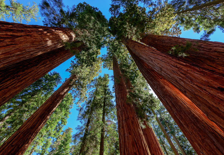 Bomen zo hoog tot bijna aan de hemel in Sequoia National Park