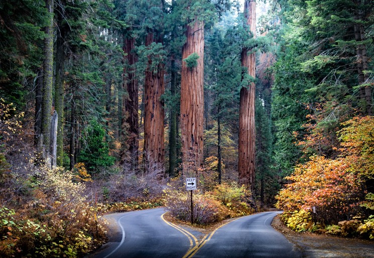 Splitsing van de wegen in Sequoia National Park, Verenigde Staten