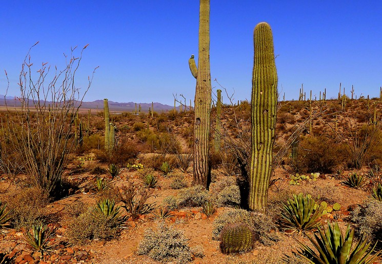 Tucson Saguaro NP in Texas Tucson Saguaro NP in Texas