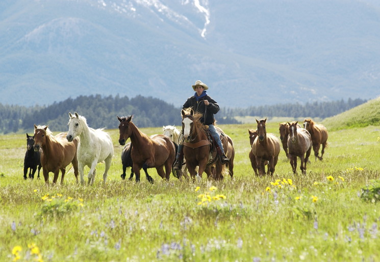 Amerika-Verenigde-Staten-Glacier-National-Park-Herding-horses