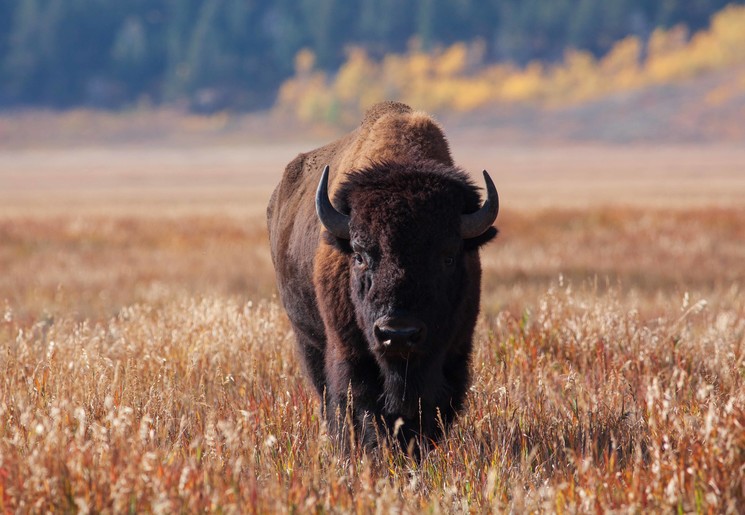Een bizon in Grand Teton, nationaal park in Amerika