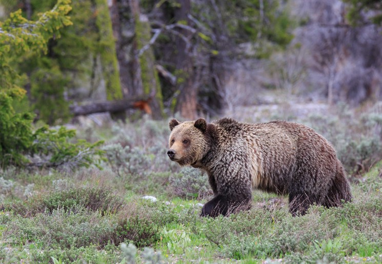 Grizzlybeer