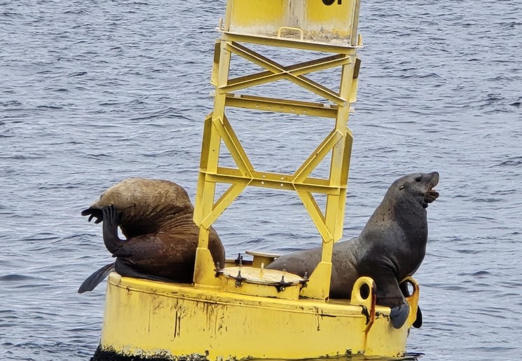 Zeeleeuwen in Port Townsend