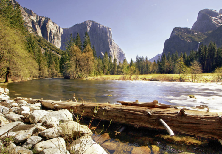 Amerika-Yosemite-Boomstam_2_511139 Amerika-Yosemite-Boomstam_2_511139