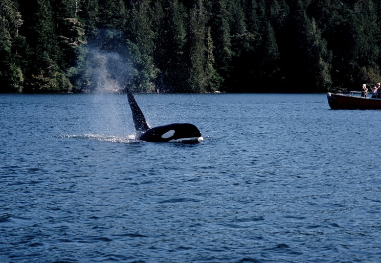 Orka voor de kust bij Vancouver, Canada
